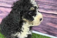 Mabel, a female Miniature Bernedoodle for sale in Shipshewana, IN – Photo 1 of 9