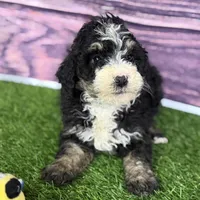 Mabel, a female Miniature Bernedoodle for sale in Shipshewana, IN – Photo 9 of 9