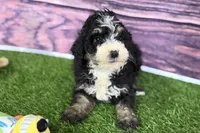 Mabel, a female Miniature Bernedoodle for sale in Shipshewana, IN – Photo 9 of 9