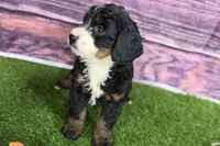 Morgan, a female Miniature Bernedoodle for sale in Shipshewana, IN – Photo 8 of 8