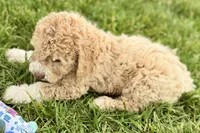 Yonder, a male Goldendoodle for sale in Shipshewana, IN – 7 of 10