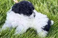 Poppy , a female Poodle - Miniature  for sale in Shipshewana, IN – 4 of 9