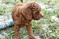 Bree, a female Poodle - Toy  for sale in Shipshewana, IN – 4 of 9