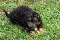 Odin, a male Miniature Bernedoodle for sale in Shipshewana, IN – 4 of 8