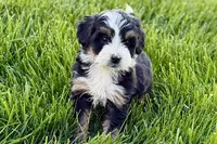 Oscar, a male Bernedoodle for sale in Shipshewana, IN – 4 of 9