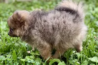 Whimsy, a female Pomeranian for sale in Shipshewana, IN – 6 of 10