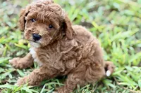 Bailey, a female Poodle - Toy  for sale in Shipshewana, IN – 2 of 10
