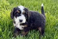 Ollie, a male Bernedoodle for sale in Shipshewana, IN – 4 of 10