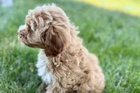 Olive , a female Goldendoodle for sale in Shipshewana, IN – 2 of 9