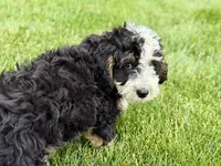 Oak, a male Bernedoodle for sale in Shipshewana, IN – 7 of 10