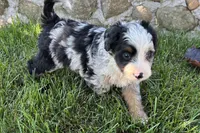 Jimmy, a male Bernedoodle for sale in Shipshewana, IN – 5 of 8