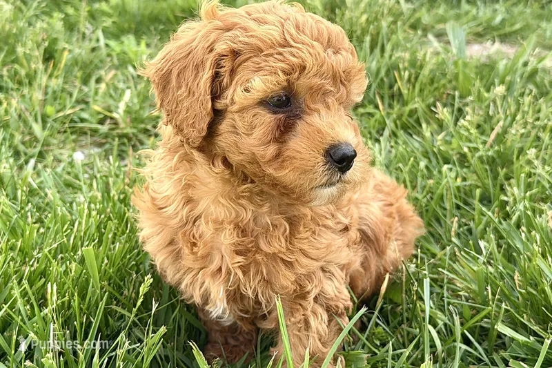 Wiggles – Miniature Goldendoodle puppy for sale in Shipshewana, IN