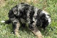 Orville, a male Miniature Bernedoodle for sale in Shipshewana, IN – 2 of 7