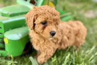 Wiggles, a female Miniature Goldendoodle for sale in Shipshewana, IN – 8 of 10
