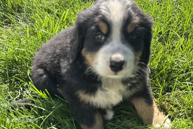 Harvey – Bernese Mountain Dog puppy for sale in Shipshewana, IN
