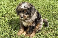 Orion, a male Bernedoodle for sale in Shipshewana, IN – 7 of 8