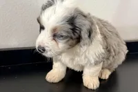 Wyatt, a male Miniature Bernedoodle for sale in Shipshewana, IN – Photo 3 of 8