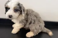 Wyatt, a male Miniature Bernedoodle for sale in Shipshewana, IN – Photo 4 of 8