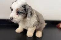 Wyatt, a male Miniature Bernedoodle for sale in Shipshewana, IN – Photo 6 of 8