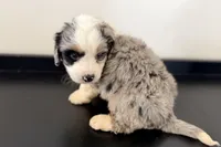 Wyatt, a male Miniature Bernedoodle for sale in Shipshewana, IN – Photo 8 of 8