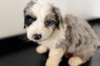 Wyatt, a male Miniature Bernedoodle for sale in Shipshewana, IN – Photo 1 of 8