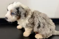 Wyatt, a male Miniature Bernedoodle for sale in Shipshewana, IN – Photo 5 of 8