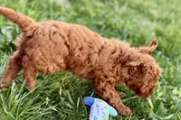 Waldo, a male Miniature Goldendoodle for sale in Shipshewana, IN – 6 of 10