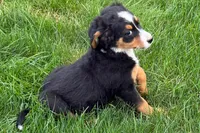 Jen, a female Bernedoodle for sale in Shipshewana, IN – 6 of 9
