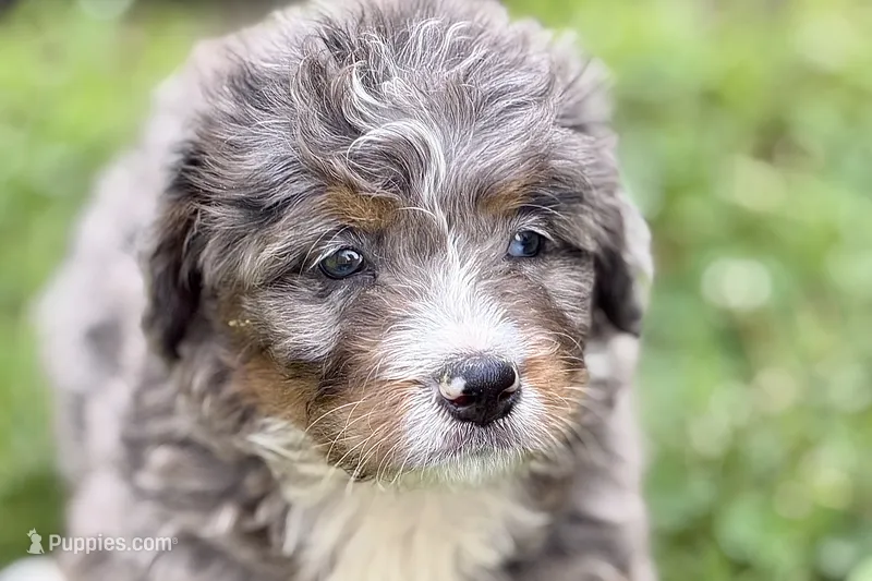 Yola – Bernese Mountain Dog, Miniature Bernedoodle puppy for sale in Shipshewana, IN