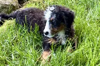 Ocean, a female Bernedoodle for sale in Shipshewana, IN – 2 of 9