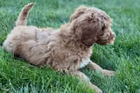 Orlo, a male Goldendoodle for sale in Shipshewana, IN – 5 of 8