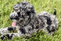 Yoshi, a male Goldendoodle for sale in Shipshewana, IN – 5 of 9