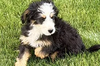 Oreo, a male Bernedoodle for sale in Shipshewana, IN – 2 of 10