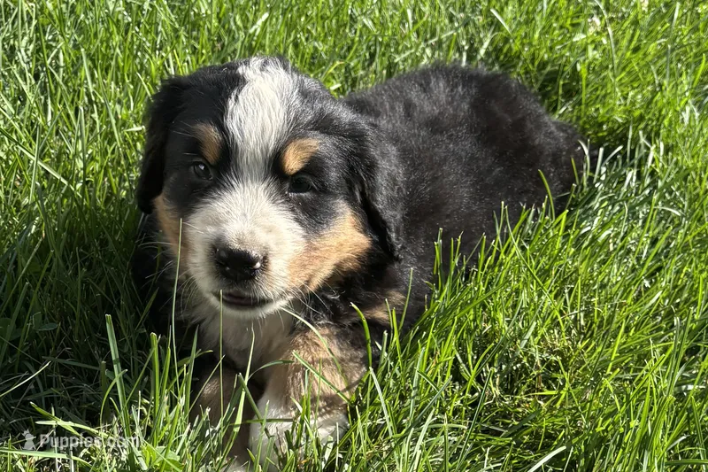 Ham – Bernese Mountain Dog puppy for sale in Shipshewana, IN