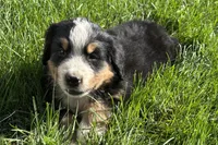 Ham, a male Bernese Mountain Dog for sale in Shipshewana, IN – 1 of 7