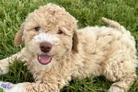Yonder, a male Goldendoodle for sale in Shipshewana, IN – 3 of 10