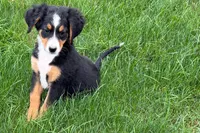 Jen, a female Bernedoodle for sale in Shipshewana, IN – 8 of 9