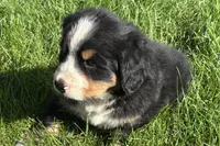 Harvey, a male Bernese Mountain Dog for sale in Shipshewana, IN – 3 of 6