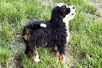 Ollie, a male Bernedoodle for sale in Shipshewana, IN – 3 of 10