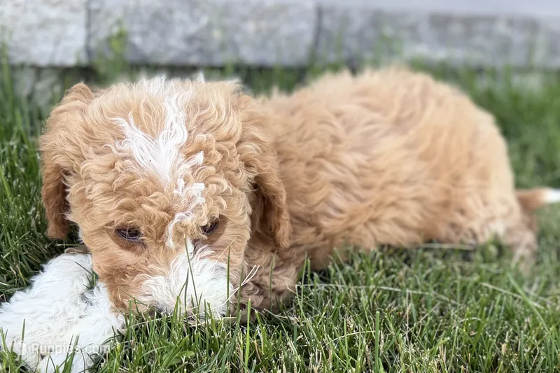 Orella – Goldendoodle puppy for sale in Shipshewana, IN