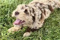 Yoshi, a male Goldendoodle for sale in Shipshewana, IN – 6 of 9