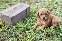 Cassie, a female Poodle - Toy  for sale in Shipshewana, IN – 9 of 9
