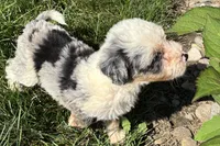 Jara, a female Bernedoodle for sale in Shipshewana, IN – 5 of 6