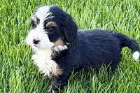 Oscar, a male Bernedoodle for sale in Shipshewana, IN – 2 of 9