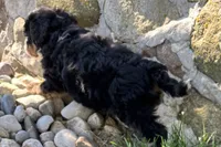 Joella, a female Bernedoodle for sale in Shipshewana, IN – 2 of 6