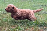 Comet , a male Poodle - Toy  for sale in Shipshewana, IN – 4 of 8
