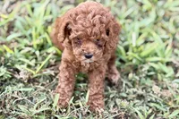 Bree, a female Poodle - Toy  for sale in Shipshewana, IN – 6 of 9