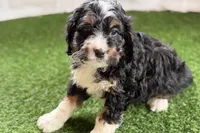 Nate, a male Bernese Mountain Dog and Miniature Bernedoodle for sale in Shipshewana, IN – Photo 8 of 10