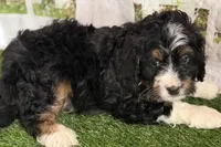 Nate, a male Bernese Mountain Dog and Miniature Bernedoodle for sale in Shipshewana, IN – Photo 6 of 10