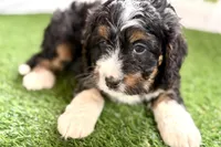 Nate, a male Bernese Mountain Dog and Miniature Bernedoodle for sale in Shipshewana, IN – Photo 10 of 10